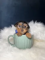 Manny, a male Yorkshire Terrier for sale in Olympia Fields, IL – Photo 1 of 3