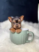 Tiny (Teacup), a female Yorkshire Terrier for sale in Homewood, IL – 3 of 5