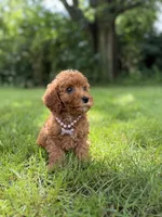 Lola , a female Miniature Goldendoodle for sale in Oak Brook, IL – 3 of 3