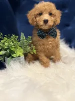 Ziggy , a male Miniature Goldendoodle for sale in Oak Brook, IL – 5 of 5