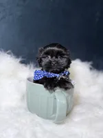 Gucci, a male Shihpoo for sale in Homewood, IL – 5 of 5