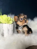 Millie , a female Yorkshire Terrier for sale in Skokie, IL – 3 of 10