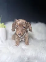 Marble , a female Miniature Dachshund for sale in Homewood, IL – 2 of 3