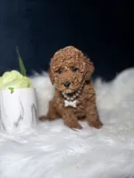 Skyler, a female Poodle - Toy  for sale in Homewood, IL – 2 of 3