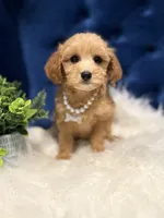 Cutie, a female Miniature Goldendoodle for sale in Oak Brook, IL – 2 of 3