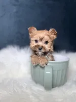 Trixy (Sable Teacup) , a female Yorkshire Terrier for sale in Homewood, IL – 4 of 5