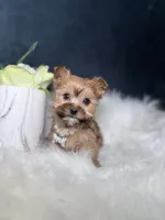 Trixy (Sable Teacup) , a female Yorkshire Terrier for sale in Homewood, IL – 2 of 5