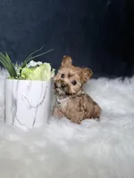 Trixy (Sable Teacup) , a female Yorkshire Terrier for sale in Homewood, IL – 5 of 5
