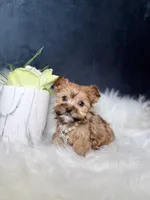 Trixy (Sable Teacup) , a female Yorkshire Terrier for sale in Homewood, IL – 3 of 5