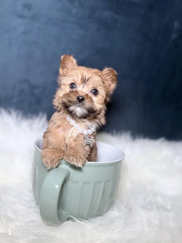 Trixy (Sable Teacup)  – Yorkshire Terrier puppy for sale in Homewood, IL