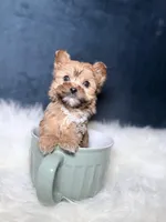 Trixy (Sable Teacup) , a female Yorkshire Terrier for sale in Homewood, IL – 1 of 5