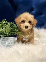 Sweetie , a female Miniature Goldendoodle for sale in Oak Brook, IL – 5 of 5