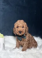 Teddy , a male Miniature Goldendoodle for sale in Homewood, IL – 4 of 4