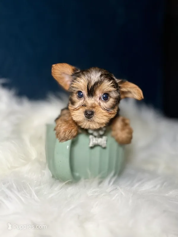 Missy  – Yorkshire Terrier puppy for sale in Skokie, IL