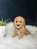 Lily , a male Miniature Goldendoodle for sale in Homewood, IL – 4 of 4