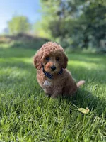 Benny , a male Miniature Goldendoodle for sale in Oak Brook, IL – 2 of 4
