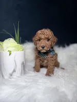 Cooper, a male Poodle - Toy  for sale in Homewood, IL – 3 of 3