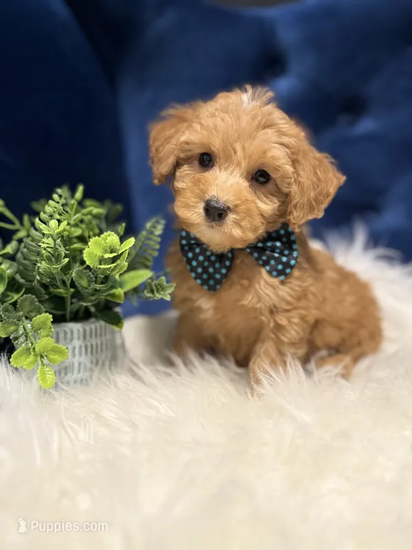 Benji – Miniature Goldendoodle puppy for sale in Oak Brook, IL