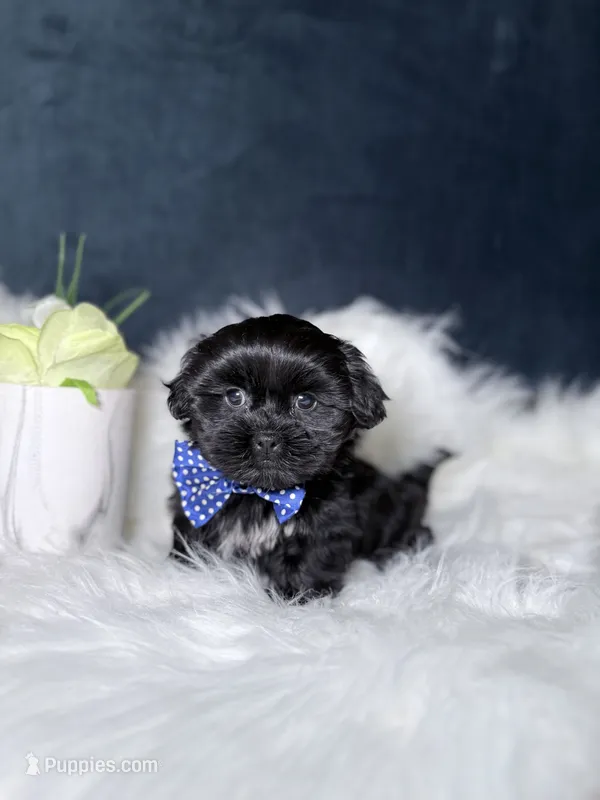 Gucci – Shihpoo puppy for sale in Homewood, IL