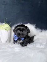 Gucci, a male Shihpoo for sale in Homewood, IL – 1 of 5