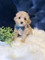 Biscuit , a male Miniature Goldendoodle for sale in Oak Brook, IL – 3 of 3