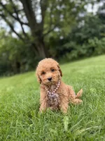 Honey , a female Miniature Goldendoodle for sale in Oak Brook, IL – 2 of 3