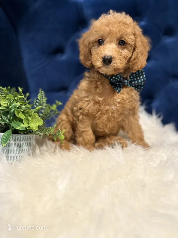 Ziggy  – Miniature Goldendoodle puppy for sale in Oak Brook, IL