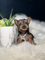 Tiny (Teacup), a female Yorkshire Terrier for sale in Homewood, IL – 5 of 5