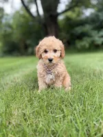 Bella , a female Miniature Goldendoodle for sale in Oak Brook, IL – 2 of 3