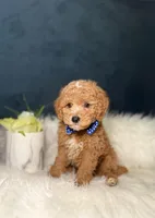 Buddy , a male Miniature Goldendoodle for sale in Homewood, IL – Photo 2 of 4