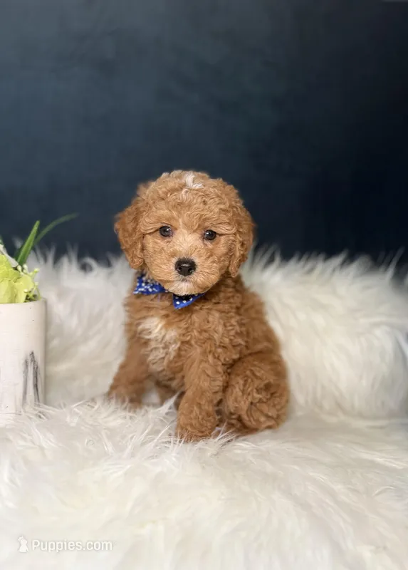 Buddy  – Miniature Goldendoodle puppy for sale in Homewood, IL