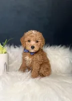 Buddy , a male Miniature Goldendoodle for sale in Homewood, IL – Photo 1 of 4