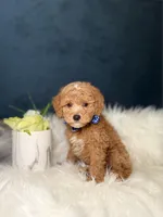 Buddy , a male Miniature Goldendoodle for sale in Homewood, IL – Photo 4 of 4