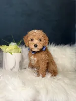 Buddy , a male Miniature Goldendoodle for sale in Homewood, IL – Photo 3 of 4