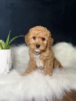 Lily , a male Miniature Goldendoodle for sale in Homewood, IL – 3 of 4