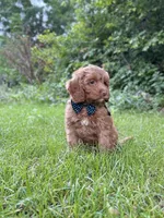 Danny , a male Cavapoo for sale in Oak Brook, IL – 2 of 2