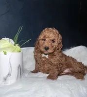 Ruby, a female Miniature Goldendoodle for sale in Homewood, IL – 3 of 4