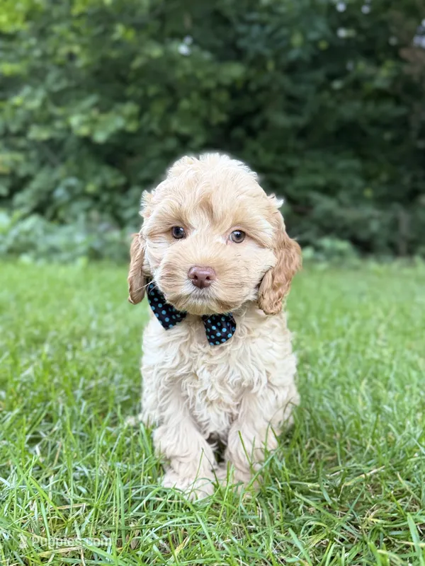 Sammy  – Cavapoo puppy for sale in Oak Brook, IL