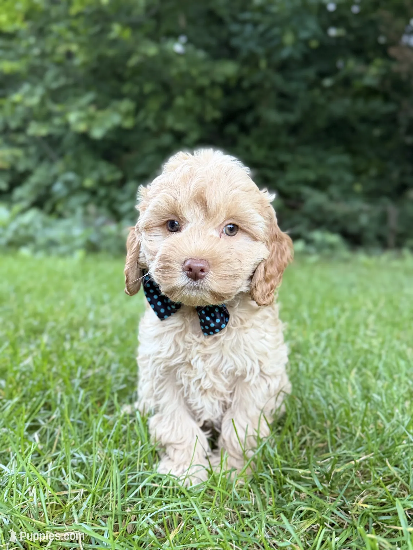 Sammy – Cavapoo Puppy for Sale in Oak Brook, IL | Puppies.com