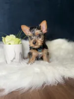 Colby , a male Yorkshire Terrier for sale in Homewood, IL – 4 of 4