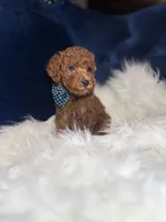 Tito , a male Poodle - Toy  for sale in Oak Brook, IL – 5 of 7