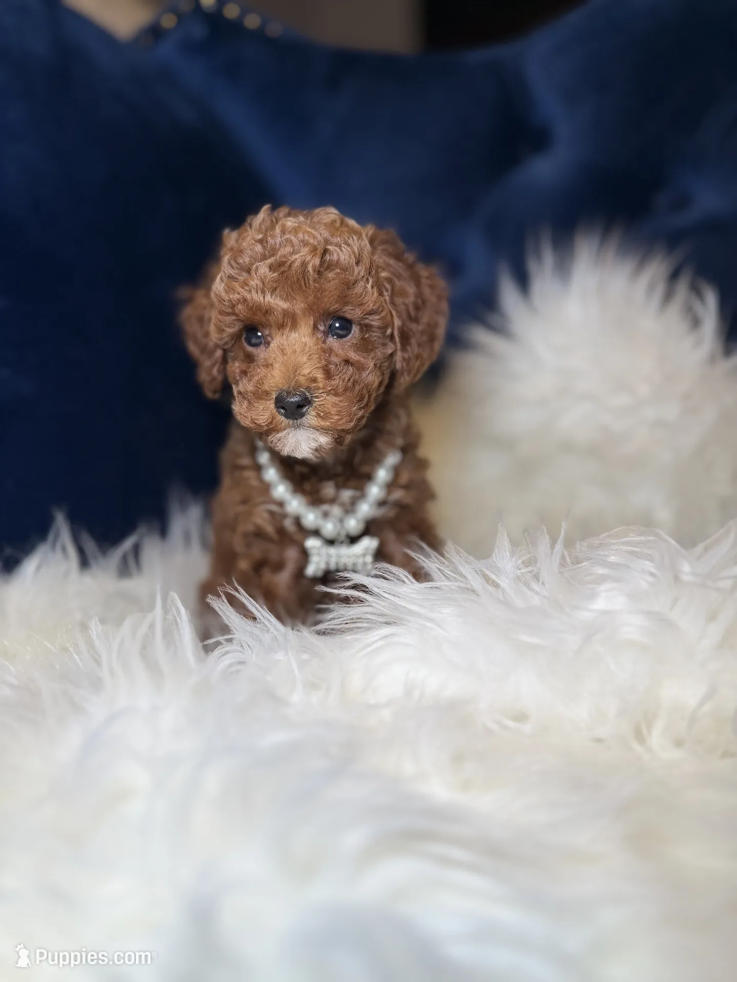 Rose – Poodle - Toy Puppy for Sale in Oak Brook, IL | Puppies.com