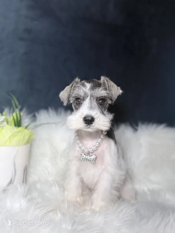 Pearl – Miniature Schnauzer puppy for sale in Skokie, IL
