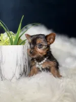 Tiny (Teacup), a female Yorkshire Terrier for sale in Homewood, IL – 4 of 5