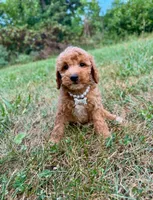 Lola , a female Miniature Goldendoodle for sale in Oak Brook, IL – 2 of 2