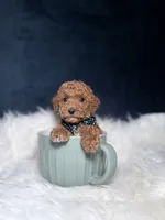Cooper, a male Poodle - Toy  for sale in Homewood, IL – 2 of 3