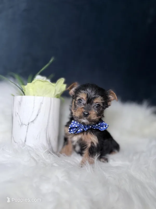Lucky  – Yorkshire Terrier puppy for sale in Homewood, IL