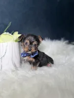 Lucky , a male Yorkshire Terrier for sale in Homewood, IL – 3 of 5