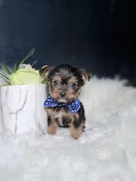 Lucky , a male Yorkshire Terrier for sale in Homewood, IL – 5 of 5