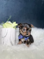 Lucky , a male Yorkshire Terrier for sale in Homewood, IL – 4 of 5